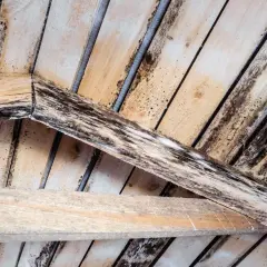 Moisissure blanche et noire envahit un meuble en bois brut, signe d'humidité et de négligence.
