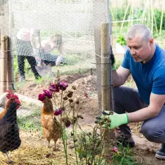 Un homme ajuste la clôture d'un poulailler maison. Des poules picorent dans la paille, tandis que d'autres personnes travaillent au fond.