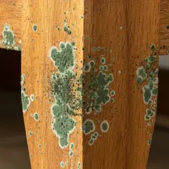 Moisissure verte et blanche envahit un meuble en bois, signe d'une humidité excessive.