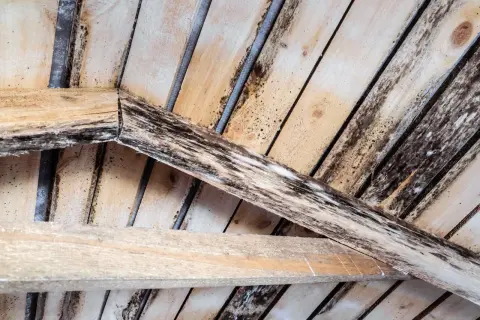 Moisissure blanche et noire envahit un meuble en bois brut, signe d'humidité et de négligence.