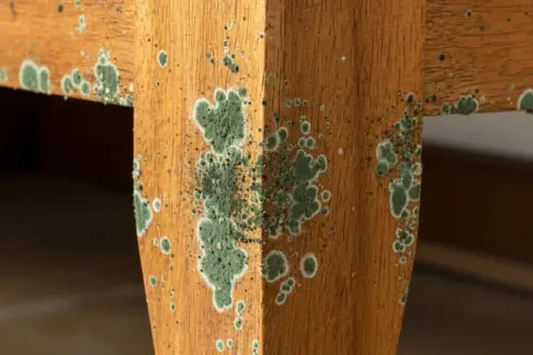 Moisissure verte et blanche envahit un meuble en bois, signe d'une humidité excessive.