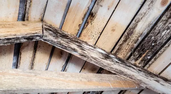 Moisissure blanche et noire envahit un meuble en bois brut, signe d'humidité et de négligence.