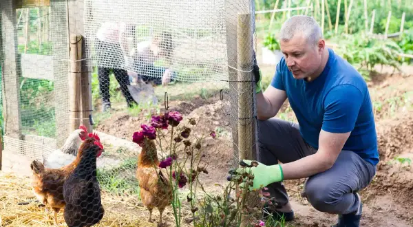 Un homme ajuste la clôture d'un poulailler maison. Des poules picorent dans la paille, tandis que d'autres personnes travaillent au fond.