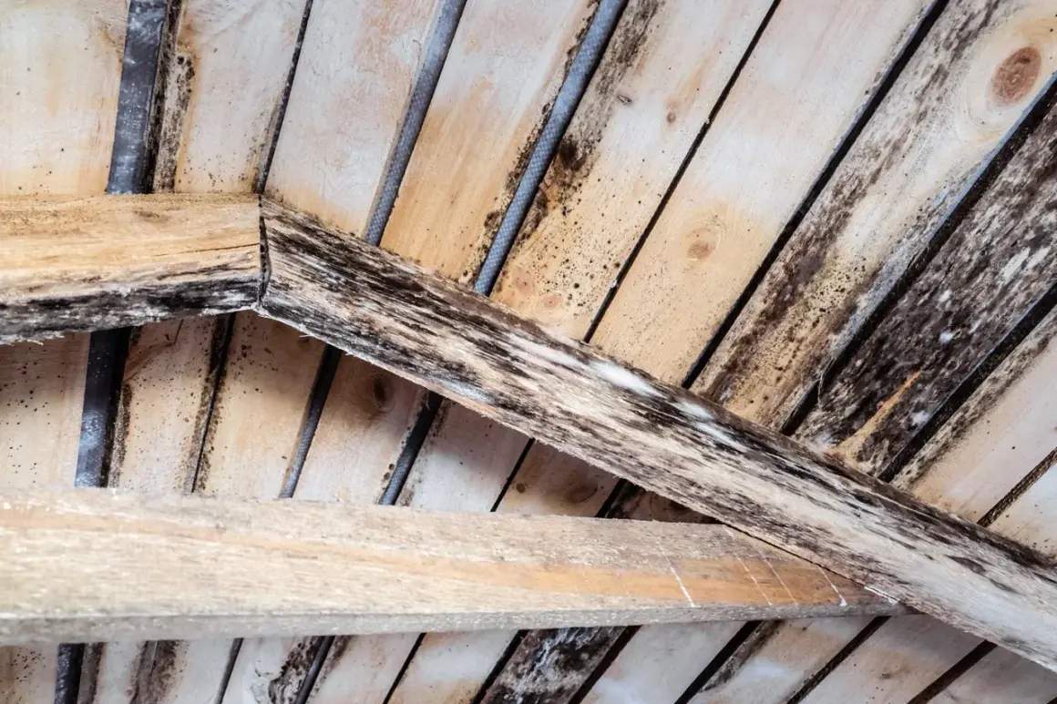 Moisissure blanche et noire envahit un meuble en bois brut, signe d'humidité et de négligence.