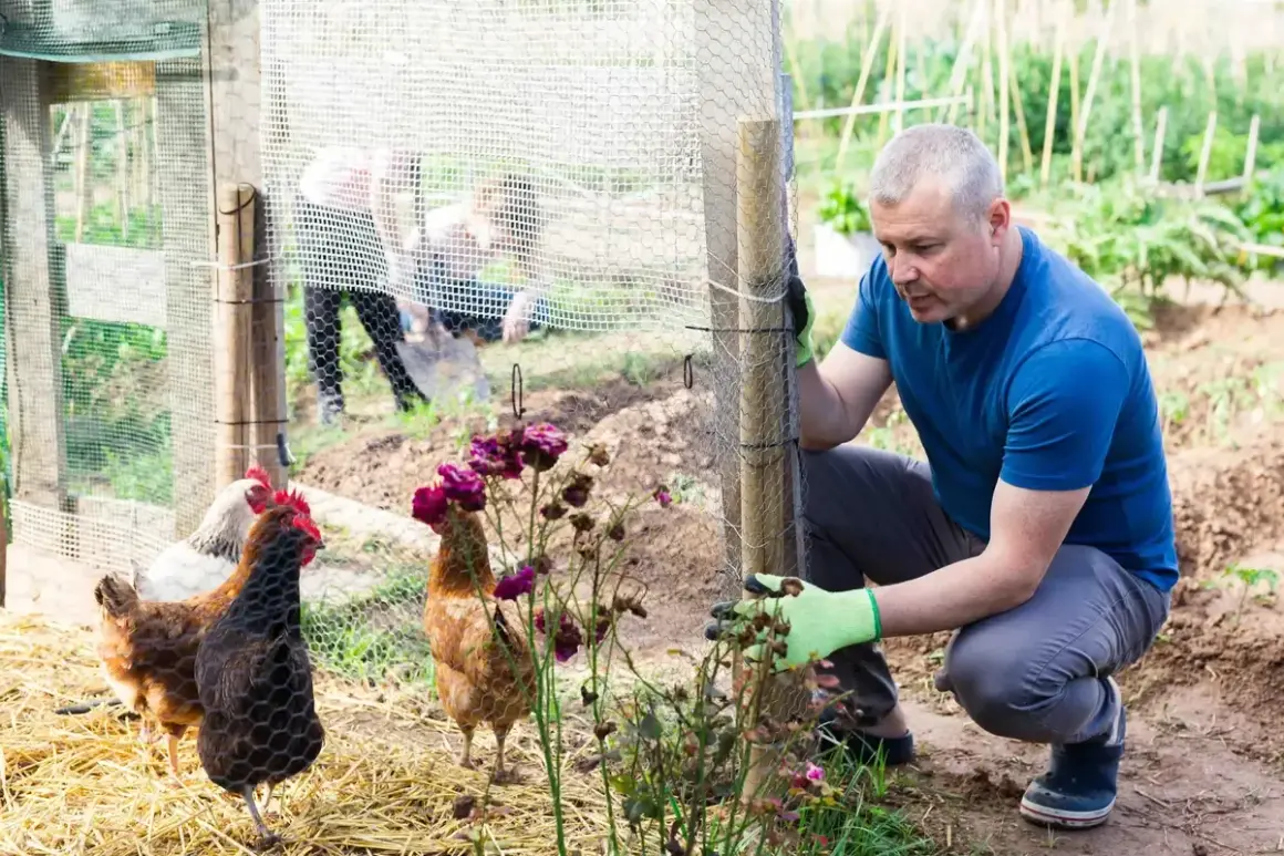 Un homme ajuste la clôture d'un poulailler maison. Des poules picorent dans la paille, tandis que d'autres personnes travaillent au fond.